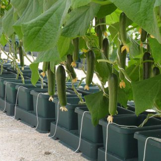 hydroponic.co.za - online hydroponics shop
