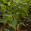 Scrog Netting