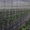 Scrog Netting Verticle