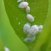 Plant Pest & Disease Control