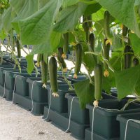 Hydroponic Systems and Kits