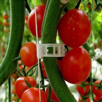 Tomato Plant Clips How To Install