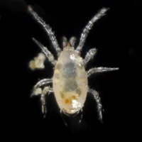 Amblyseius Swirskii