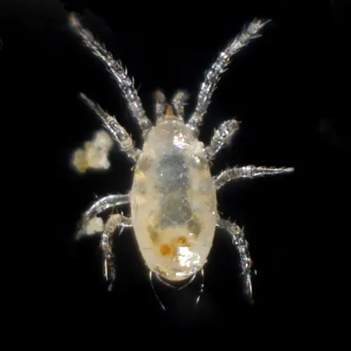 Amblyseius Swirskii
