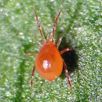 Phytoseiulus Persimilis