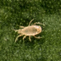 Neoseiulus Californicus