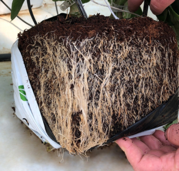 Cocogreen 10L Coir Pop Up Roots