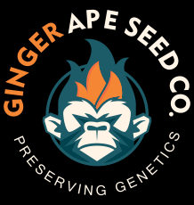 Ginger Ape Seeds 3-packs