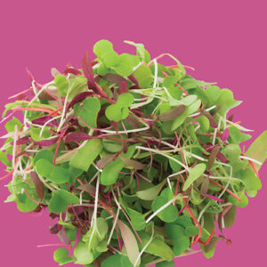 RAW Seeds Seed Packs – Micro Greens Rainbow Blend