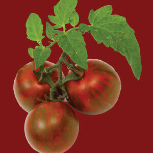RAW Seeds Seed Packs – Tomato Black Krim