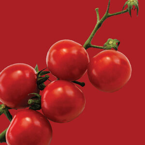 RAW Seeds Seed Packs – Tomato Principe Borghese