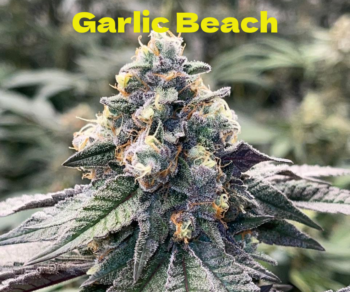 Garlic Beach