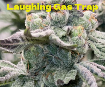 Laughing Gas Trap
