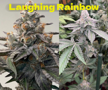 Laughing Rainbow