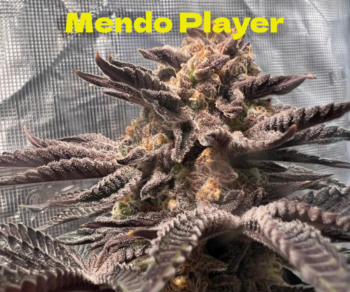Mendo Player