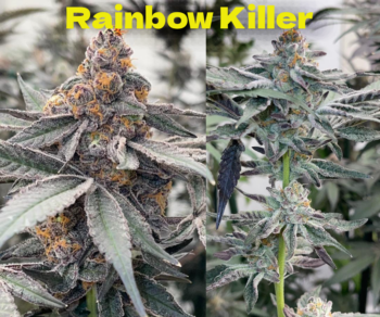 Rainbow Killer