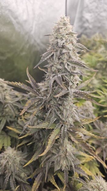 Smiley Seeds - Autoflower - Candy Joy - Pic 1