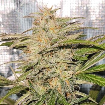 Smiley Seeds - Autoflower - Cherry Kush - Pic 1