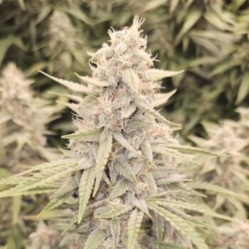 Smiley Seeds - Autoflower - Cotton Frost - Pic 1