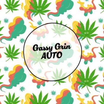 Smiley Seeds - Autoflower - Gassy Grin