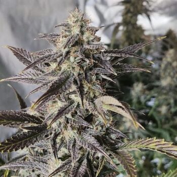 Smiley Seeds - Autoflower - Gassy Grin - Pic 1