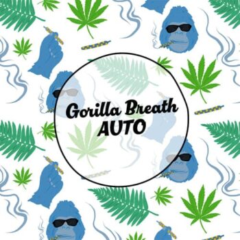 Smiley Seeds - Autoflower - Gorilla Breath