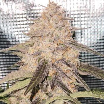 Smiley Seeds - Autoflower - Gorilla Breath - Image 2