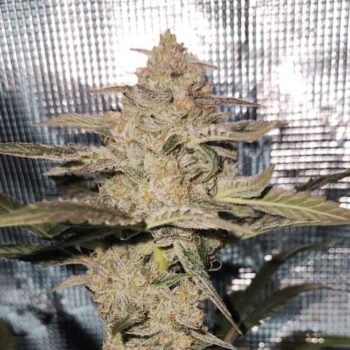 Smiley Seeds - Autoflower - Happy Dough - Image 2