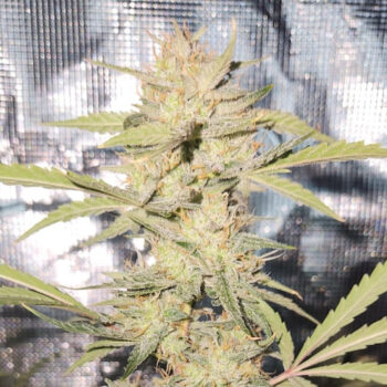 Smiley Seeds - Autoflower - Smiling Gorilla - Image 2
