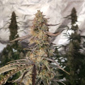 Smiley Seeds - Autoflower - Tangie Joy - Image 2