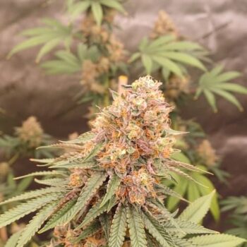 Smiley Seeds - Fast Flowering - Dosi-OG - Pic 1