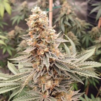 Smiley Seeds - Fast Flowering - Glue Sniffer - Image 2