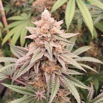 Smiley Seeds - Fast Flowering - Smileys Banger - Image 2