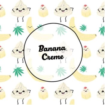 Smiley Seeds - Photoperiod - Banana Creme
