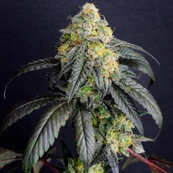 Smiley Seeds - Photoperiod - Gorilla Cake - Pic 1