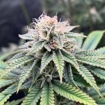 Smiley Seeds - Photoperiod - Super Glue #11 - Pic 1