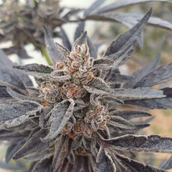 Smiley Seeds - Photoperiod - Watermelon Gelato - Pic 1