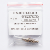 Lesotho Gold F1 — 10 Regular Seeds 100% Sativa