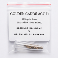 Golden Caddilacz F1 — 10 Regular Seeds - 50 Sativa, 50% Hybrid