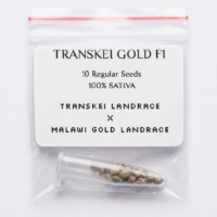 Transkei Gold F1 — 10 Regular Seeds | 100% Sativa