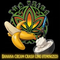 THC Tribe Banana Cream Crash Line 3 Packs
