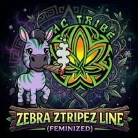 THC Tribe Zebra Ztripez Line 3 Packs