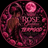 Terpgod Genetics - Autoflower - Rose Goddess