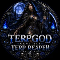 Terpgod Genetics - Autoflower - Terp Reaper