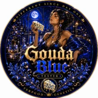 Terpgod Genetics – Fast Flower – Gouda Blue